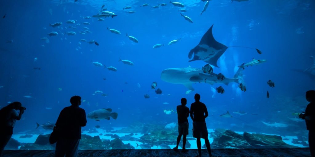 Ausflüge mit Familie in Galway Aquarium